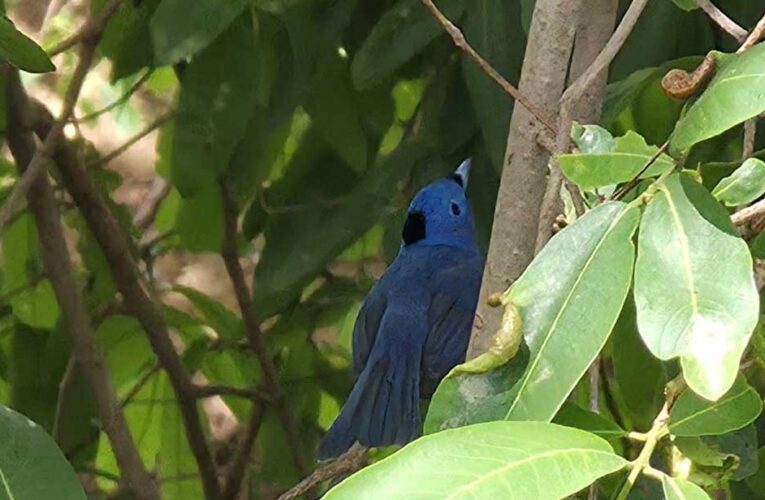 धरती की बुझी प्यास से दक्षिण पन्ना की झिरियों में फिर लौटी जैव-विविधता