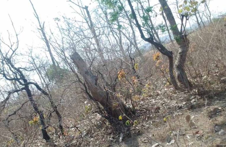 116 एकड़ जंगल पर चला कुल्हाड़ा, रेवाडीह में बेशकीमती पेड़ों की कटाई से हड़कंप