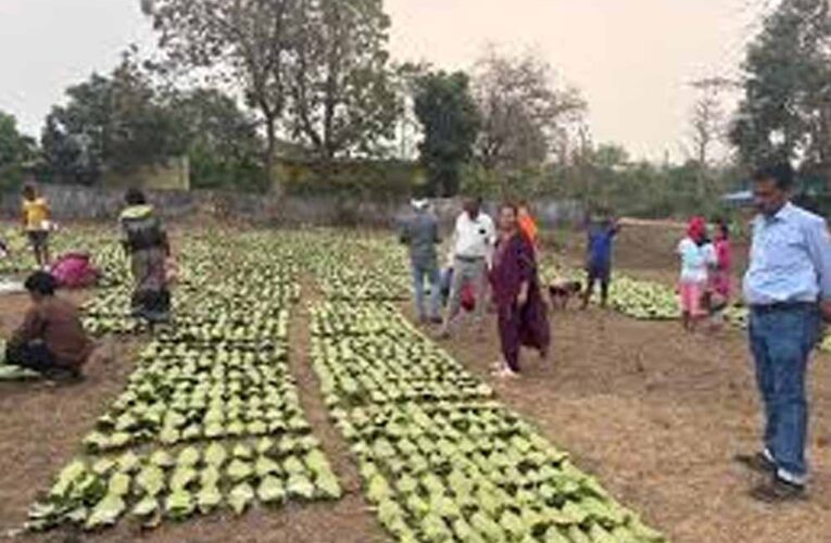 तेंदूपत्ता लक्ष्य पर प्रशासन सख्त: वन अधिकारियों ने फड़ों का किया औचक निरीक्षण