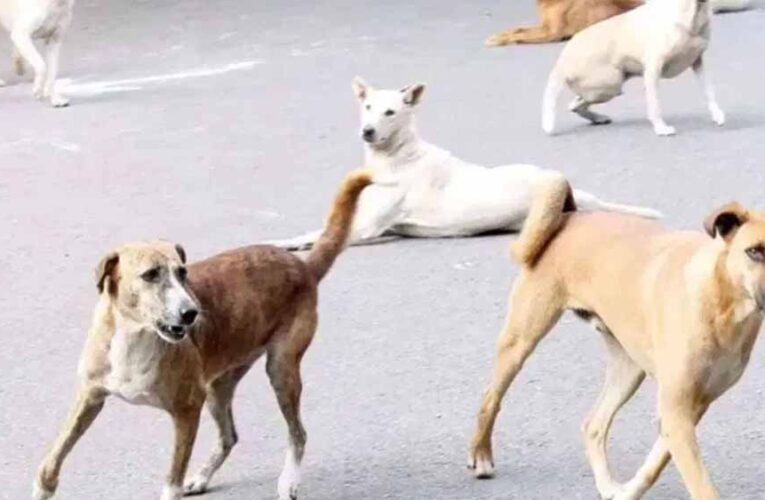 खंडवा में मासूम पर कुत्तों का हमला, 6 डॉग्स ने 50 मीटर तक घसीटा