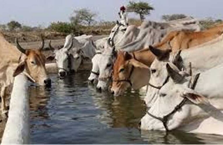 जनभागीदारी से मिलेगा निराश्रित गोवंश को सहारा