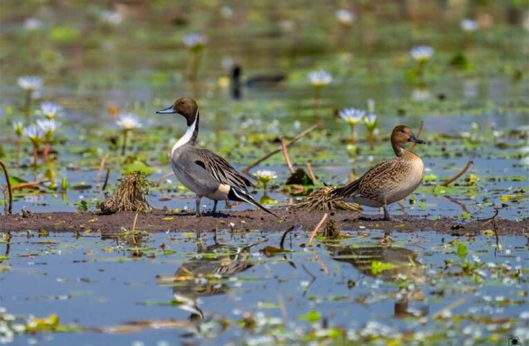 कोपरा जलाशयः छत्तीसगढ़ का पहला रामसर स्थल बना पर्यावरण संरक्षण की मिसाल