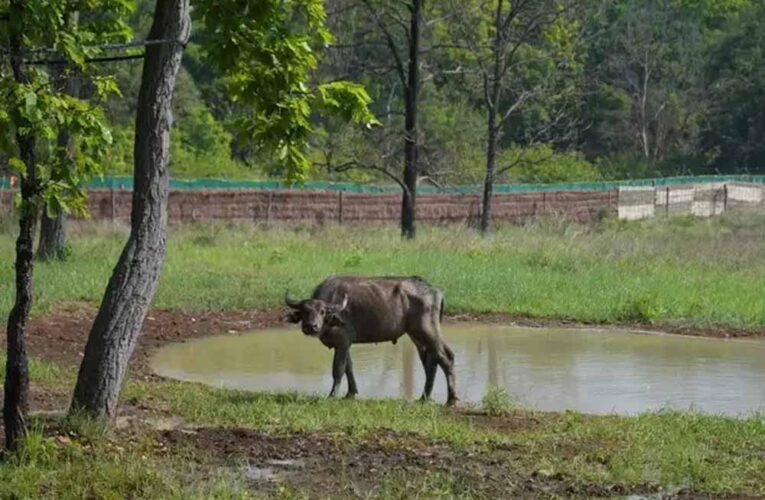 कान्हा में ‘जंगली भैंस’ की वापसी से हो रहा प्रदेश का वन्य वैभव समृद्ध