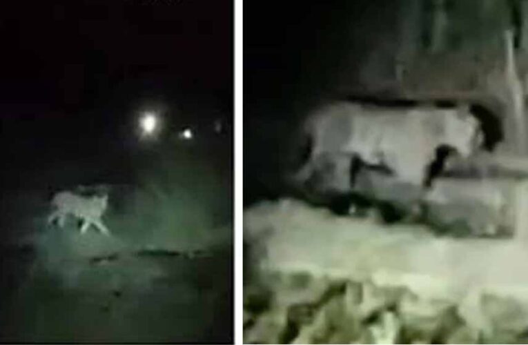 सूखी सेवनिया समेत 7 गांवों में टाइगर का आतंक, 15 दिनों में आधा दर्जन मवेशियों का शिकार