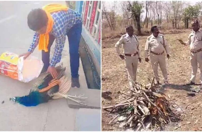 रतलाम में मोर की मौत पर उठे सवाल, बिना पोस्टमार्टम कर दी अंत्येष्टि