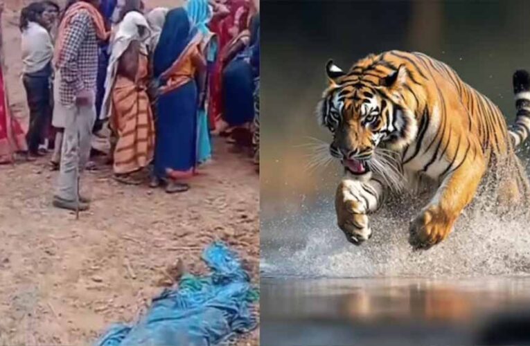 बांधवगढ़ में खूनी बाघ का आतंक! घर में घुसकर महिला को मार डाला, 3 परिजन घायल