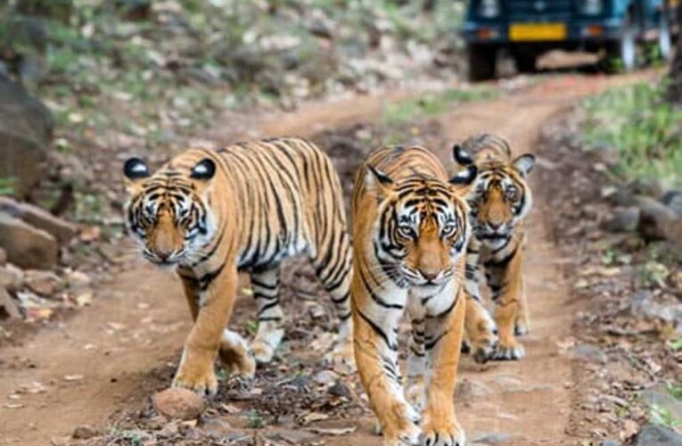 पेंच टाइगर रिजर्व में पेंच एडवांस वार्निंग सिस्टम से होगी वन्यजीव संरक्षण की निगरानी