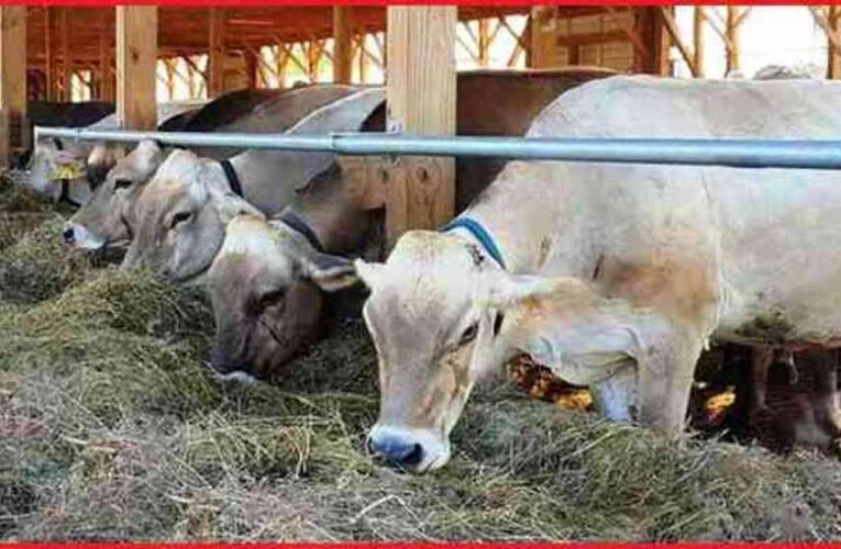 स्वदेशी उन्नत गोवंश से समृद्ध उत्तर प्रदेश बना रही योगी सरकार