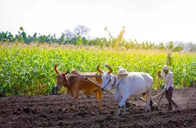 योगी सरकार की किसान हितैषी पहल, अनाज खरीद में रिकॉर्ड भुगतान से जीता भरोसा