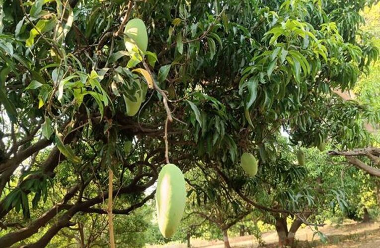 मध्यप्रदेश के आमों की मिठास और विशालकाय नूरजहाँ की विश्व पहचान
