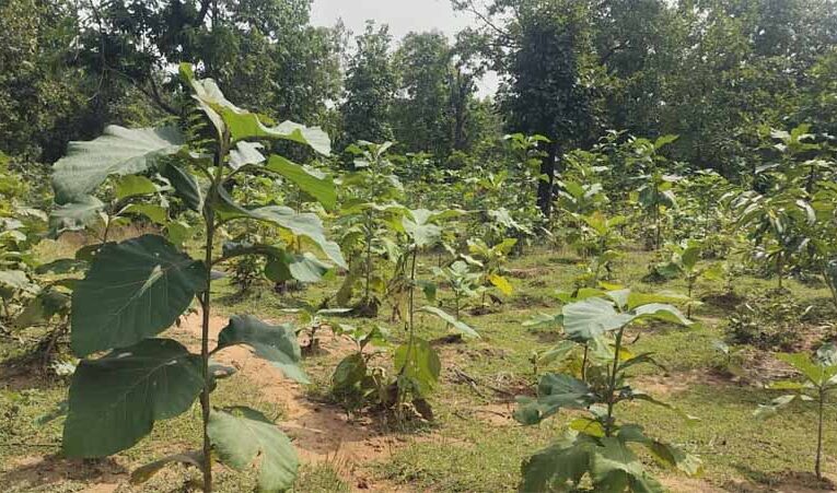 बिलासपुर में वन विकास निगम की हरित क्रांति