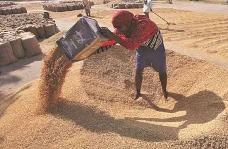 समर्थन मूल्य पर 13.27 लाख किसानों से हुआ 102 लाख मीट्रिक टन गेहूं का उपार्जन