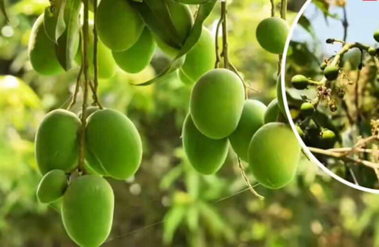 सहारनपुर में सालभर फल देने वाला ‘सदाबहार आम’ बना आकर्षण