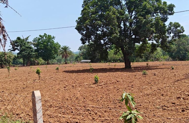 नारायणपुर का मॉडल बना मिसाल, किसानों के खेतों में फलदार क्रांति