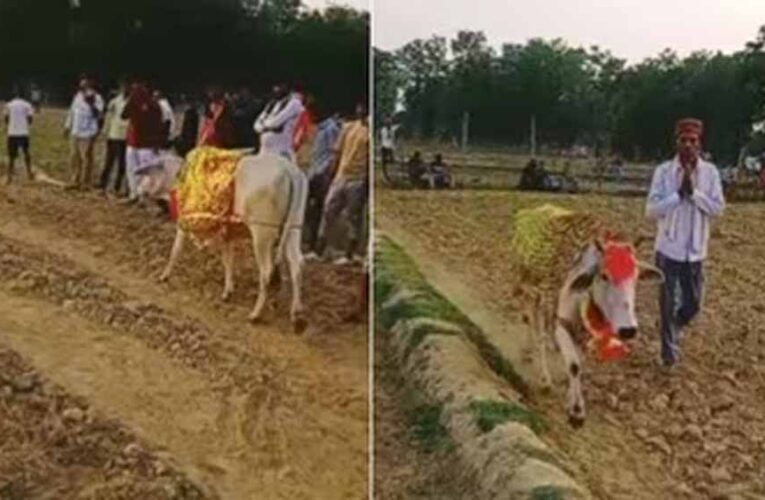 श्रावस्ती में 7 दिन खेत में चक्कर लगाती गाय, बीमारी निकली वजह