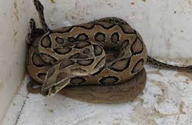 उदयपुर में ट्यूबवेल चेंबर से मिले 23 रसेल वाइपर, इलाके में मचा हड़कंप