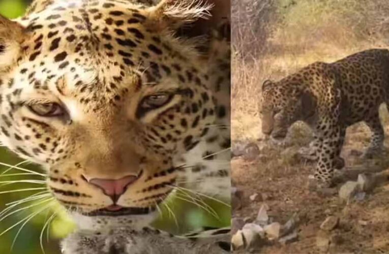 दिल्ली में वन्यजीवों की बढ़ती संख्या से खुश वन विभाग, 16 तक पहुंची तेंदुओं की आबादी