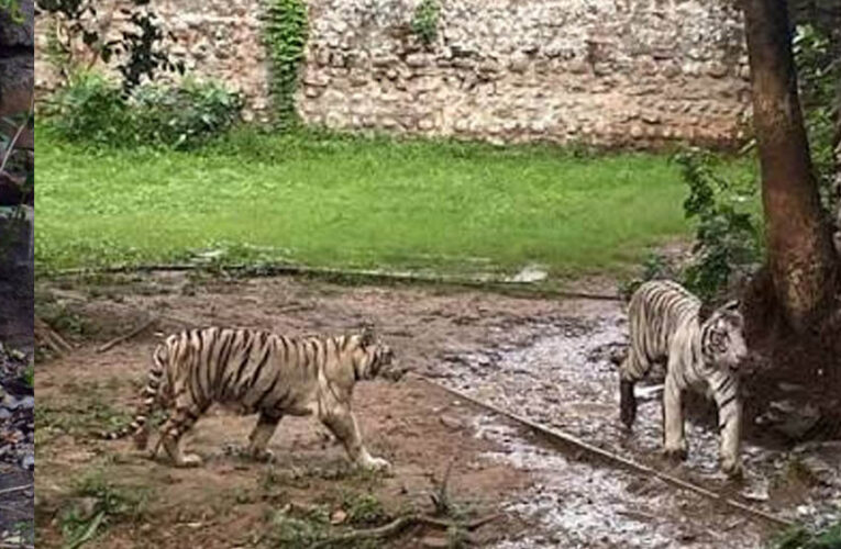 कान्हा में CDV का खतरा, ग्वालियर जू अलर्ट पर; बाघिन मीरा के तीनों शावक फिलहाल आइसोलेशन में रहेंगे