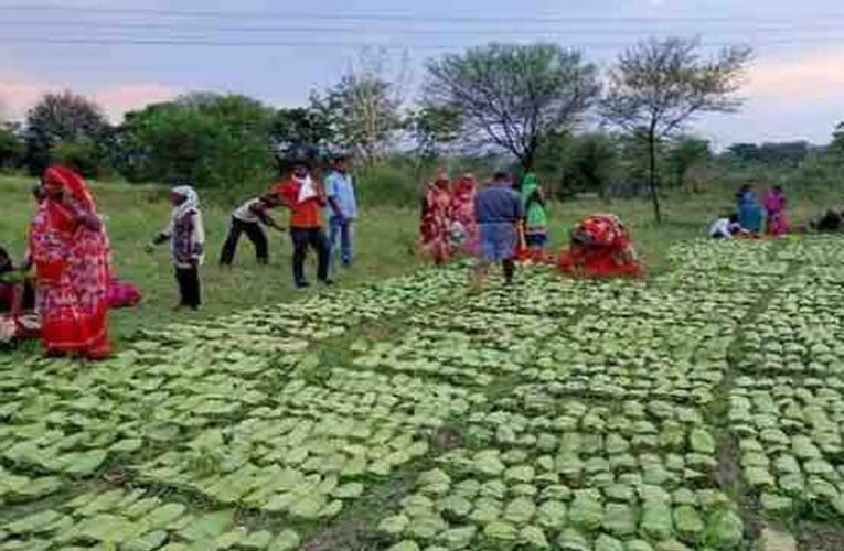 तेंदूपत्ता संग्राहकों के खातों में पहुंचे 12 करोड़, हजारों परिवारों के चेहरे पर लौटी मुस्कान