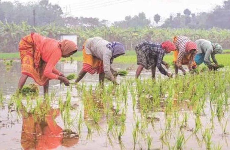 बस्तर में खरीफ की तैयारियां तेज, मानसून से पहले खेतों में उम्मीदों की बुआई शुरू
