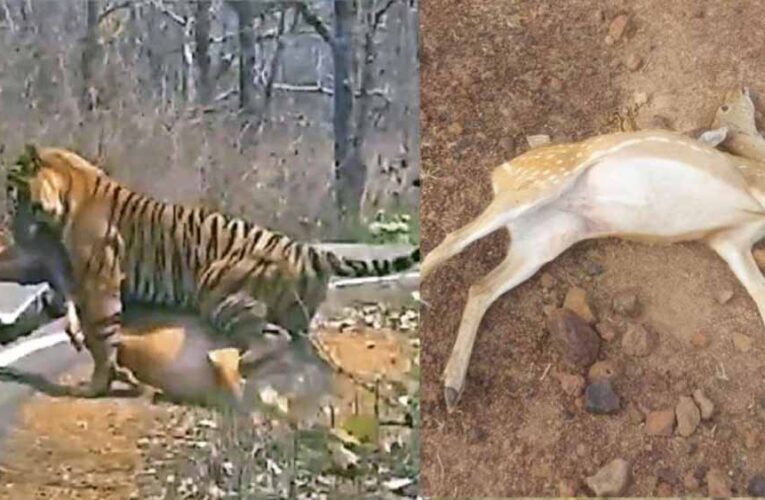 कटनी के जंगल में तालाब में जहर घोलने से 14 चीतल-सांभरों की मौत, बाघों पर भी मंडराया खतरा