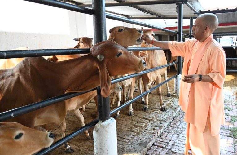 गुड़-रोटी खिलाकर सीएम योगी ने की गोसेवा स्नेहिल थपकी देकर गायों-गोवंश को खूब दुलारा मुख्यमंत्री ने