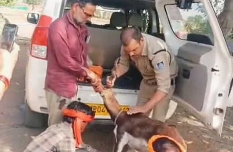 गुना के डायल-112 हीरोज घायल हिरण के शावक को सुरक्षित वन विभाग के सुपुर्द किया