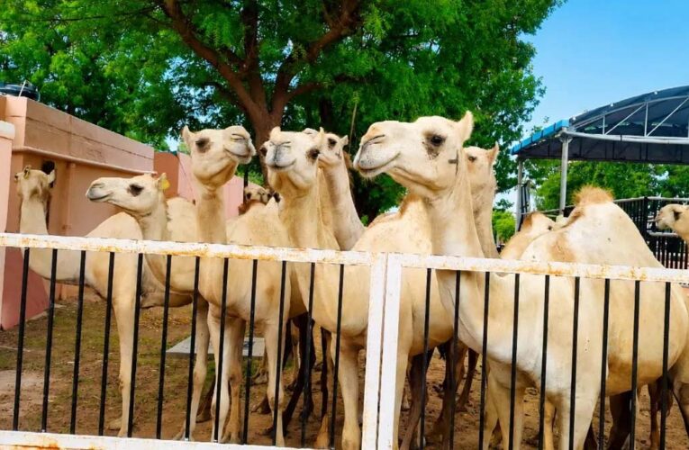 विलुप्ति की कगार पर मालवी ऊंट, संरक्षण के लिए एनआरसीसी ने बढ़ाया कदम