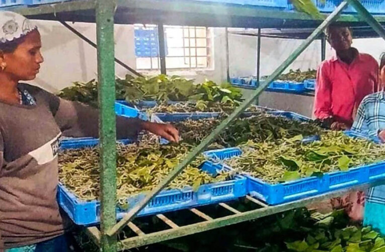 नारायणपुर में रेशम से बुनी जा रही आत्मनिर्भरता की नई कहानी, कोसापालन ने बदली ग्रामीणों की तकदीर