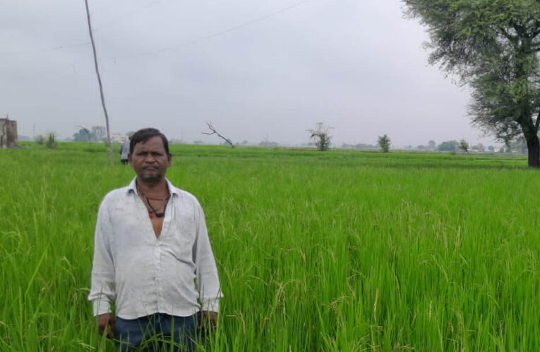 गलत धान बीज से किसानों की लाखों की फसल चौपट, फर्म संचालक पर कार्रवाई की मांग