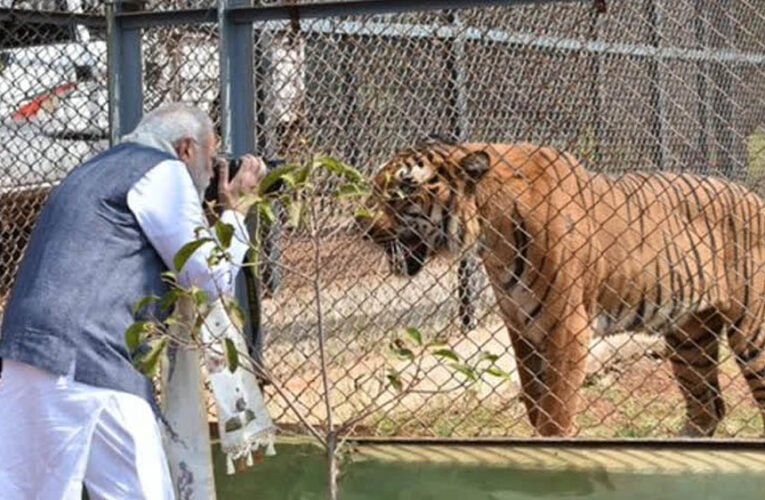 प्रकृति और वन्यजीव संरक्षण का अनूठा संगम है नंदनवन जंगल सफारी