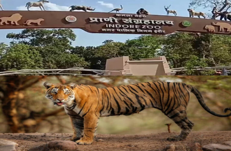 इंदौर चिड़ियाघर में बढ़ेगा आकर्षण, आएगा एक सींग वाले गैंडों का जोड़ा, 700 किमी दूर से पहुंचेगा दरियाई घोड़ा ‘सतीश’