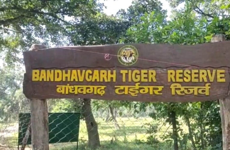अंतर्राष्ट्रीय बाघ दिवस आज, बांधवगढ़ टाइगर रिजर्व में होंगे जागरूकता और सांस्कृतिक कार्यक्रम