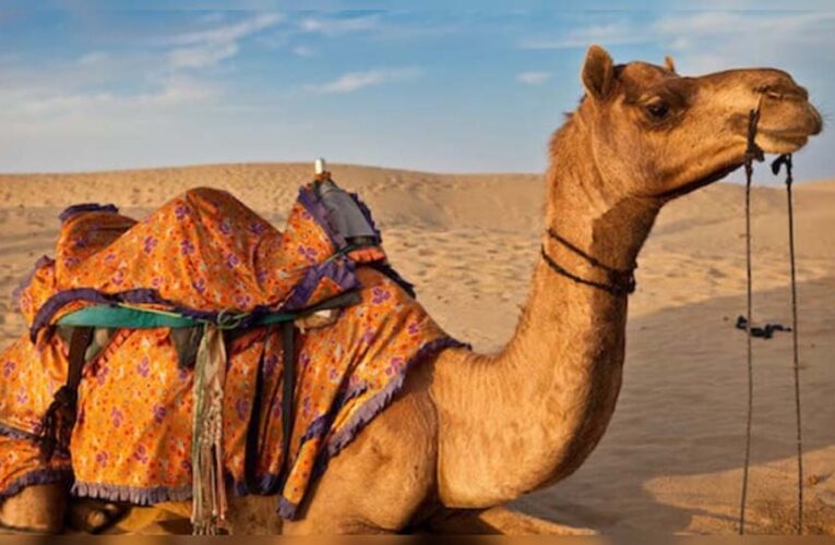 रेगिस्तान के जहाज ऊंटों को बचाने की पहल, कृषि यूनिवर्सिटी ने बनाया मास्टर प्लान