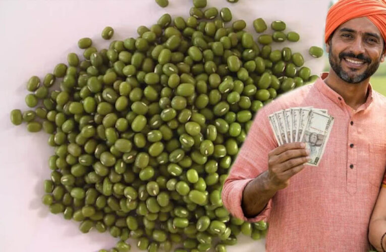 मूंग किसानों की हुई बल्ले-बल्ले! प्रदेश में रेट ₹500 प्रति क्विंटल बढ़े, सरकार की बढ़ी चिंता