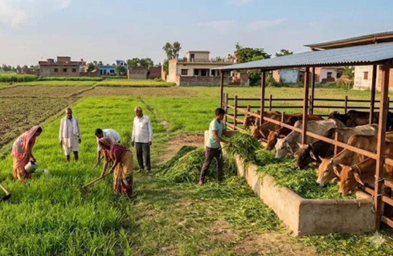 यूपी में गोचर भूमि मुक्त, गोवंश के लिए बढ़ेगी हरे चारे की व्यवस्था