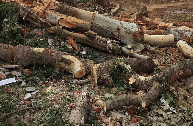 रातापानी बफर जोन में बड़ा वन घोटाला? 680 पेड़ों की अनुमति, कट गए हजारों; मानसून सत्र में गूंजेगा मामला