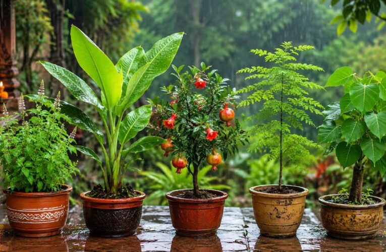 सावन में लगाएं ये 5 पौधे, घर में आएगी सुख-समृद्धि और सकारात्मक ऊर्जा