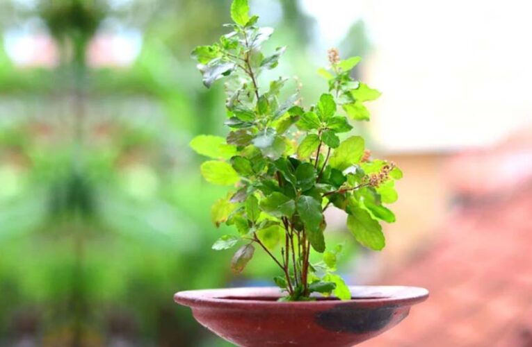 योगिनी एकादशी पर तुलसी उपाय से मिलेगी सुख-समृद्धि और धन लाभ