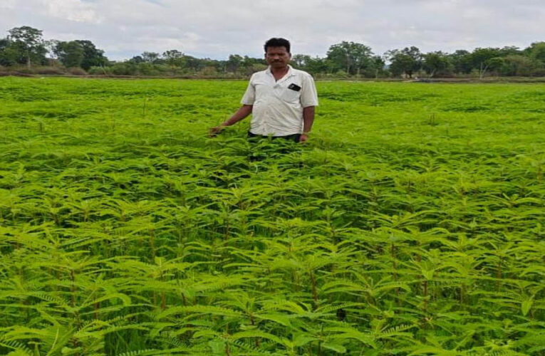 हरी खाद से संवर रही खेतों की सेहत, प्राकृतिक खेती की मिसाल बने किसान नरेंद्र सिंह