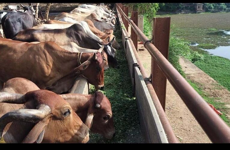 ग्वालियर में बजरंग भक्त मंडल ने की 1 टन हरे चारे से गौसेवा