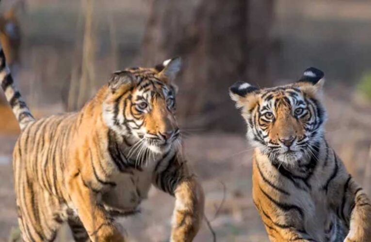 बाघ संरक्षण के प्रति युवाओं को जागरूक करने वन विहार में हुई ओपन क्विज और रेस्क्यू वर्कशॉप