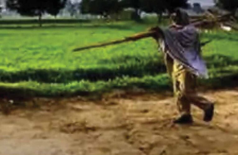 CG में बारिश थमते ही खेती पर असर, बोवनी और रोपाई का काम हुआ प्रभावित