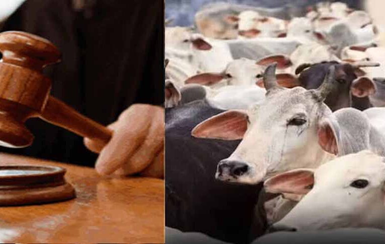 जब्त मवेशियों की कस्टडी पर बड़ा फैसला आएगा, हाईकोर्ट तय करेगी कोर्ट के अधिकार