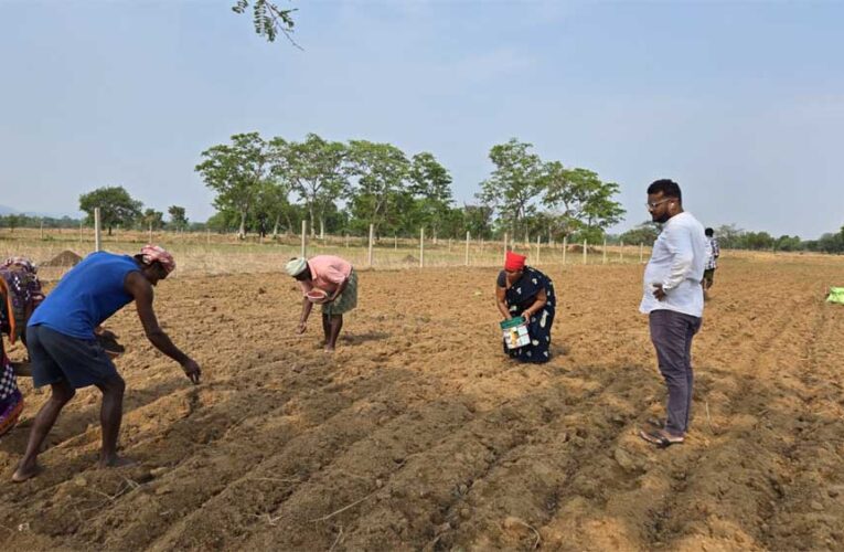 किसानों ने अपनाया लाभकारी फसलों का विकल्प हो रहा है, किसानों की आमदनी में इजाफा