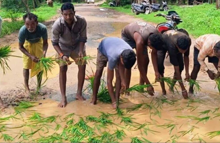 सड़क नहीं बनी तो गड्ढों में उगा दी धान, सूरजपुर में ग्रामीणों का अनोखा विरोध प्रदर्शन