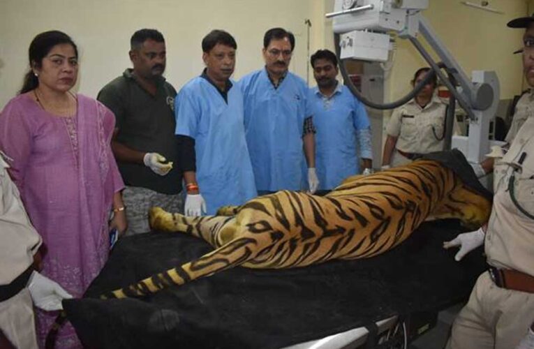 खिवनी अभयारण्य से लाए गए घायल बाघ “युवराज” का वन विहार में हो रहा उपचार