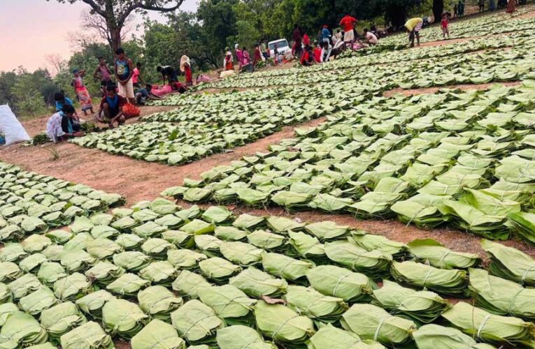 गीदम समिति ने रचा इतिहास, 38 वर्षों में सबसे अधिक कीमत पर बिका तेंदूपत्ता