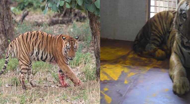 युवराज बाघ का खिवनी अभ्यारण से वन विहार तक का सफर