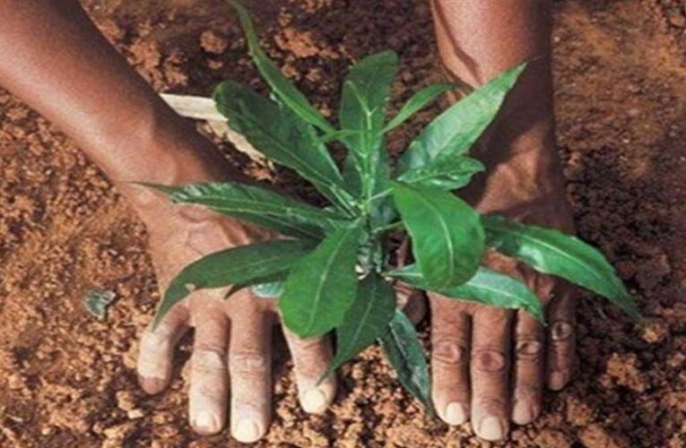 चोरल के जंगल में हरियाली की नई पहल: अंजन, कल्लू और बीजा जैसी विलुप्तप्राय प्रजातियों का हो रहा पौधारोपण